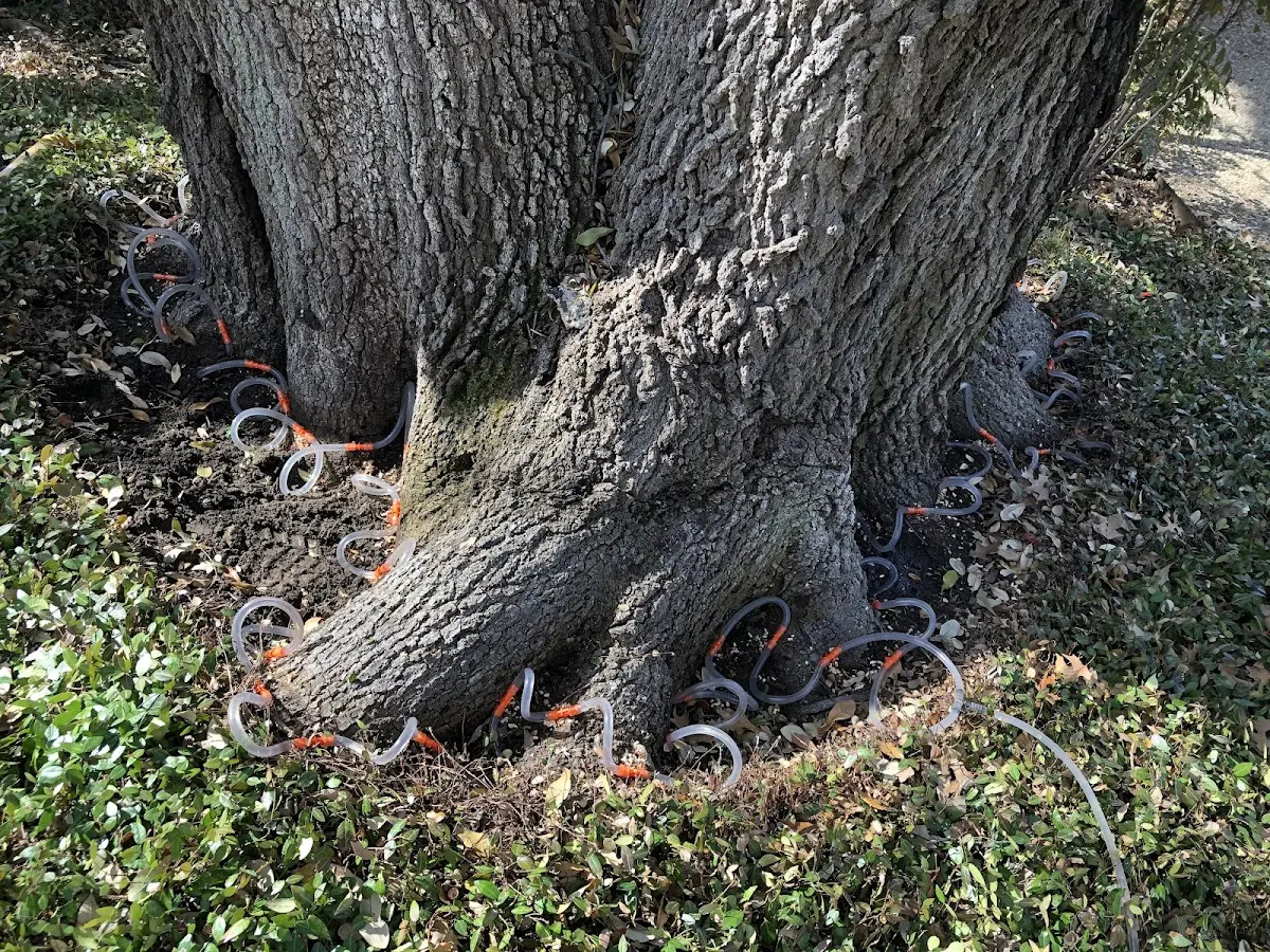 Detailed Tree Cabling and Bracing job site in Dix