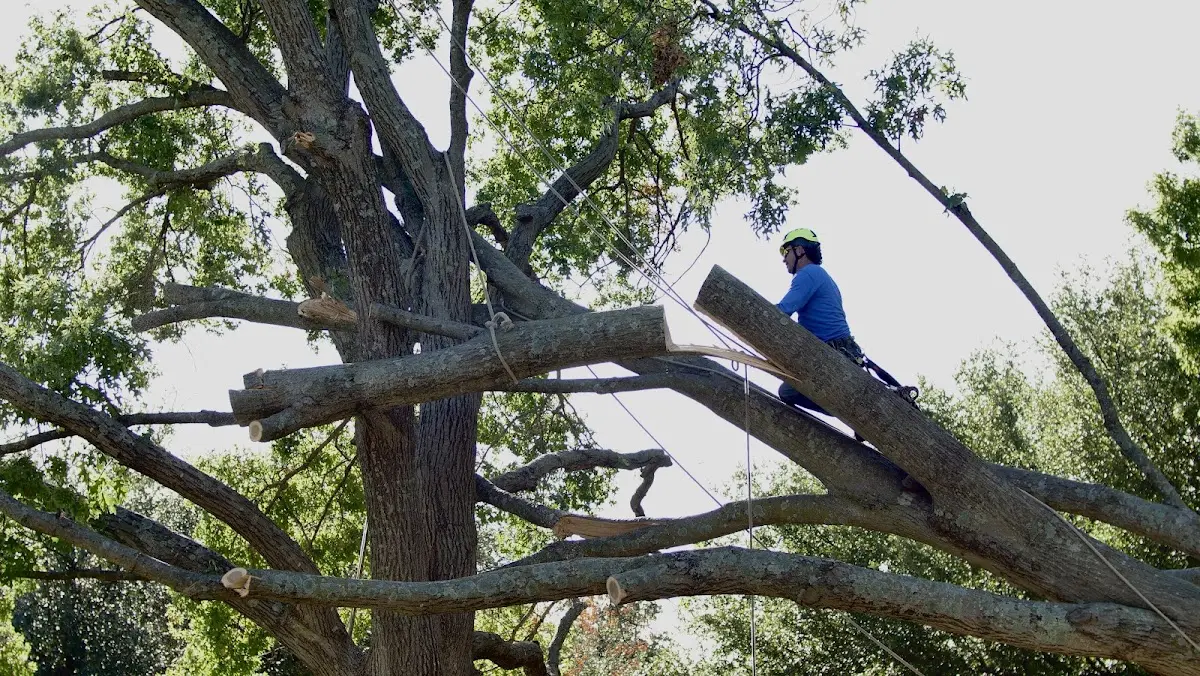 Professional Crown Thinning performed by certified arborists in Dix